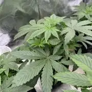 Auto Divine Rapier #1