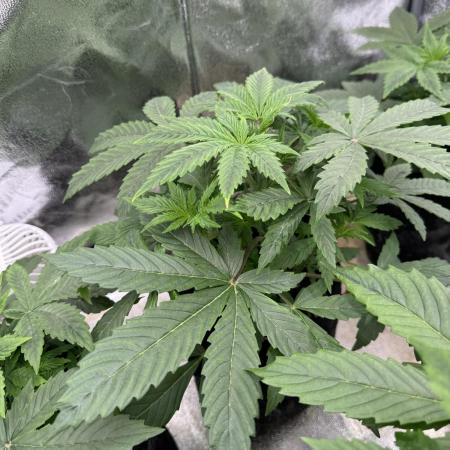 Auto Divine Rapier #1