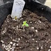 Auto Divine Rapier #4