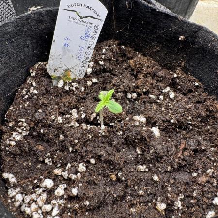 Auto Divine Rapier #4