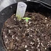 Auto Divine Rapier #3