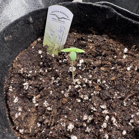 Auto Divine Rapier #3