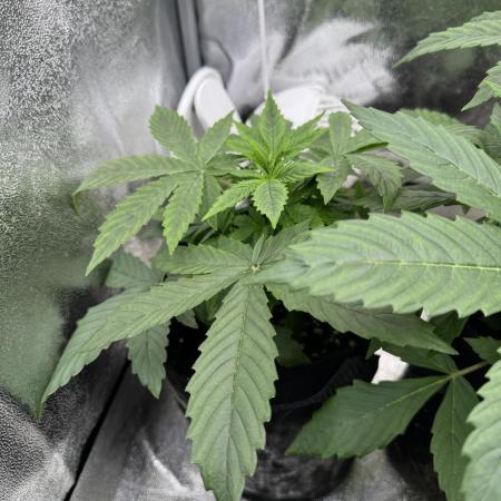 Auto Divine Rapier #2