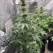 Auto Divine Rapier #3