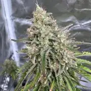 Auto Divine Rapier #2