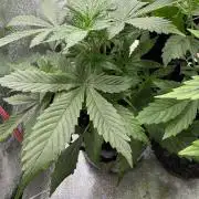 Auto Divine Rapier #3