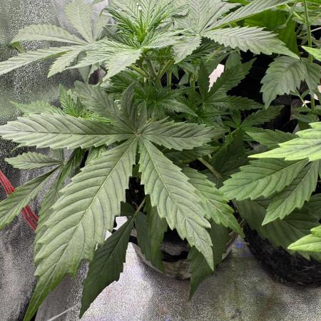 Auto Divine Rapier #3