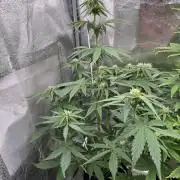 Auto Divine Rapier #2