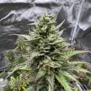 Auto Divine Rapier #4