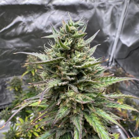 Auto Divine Rapier #4