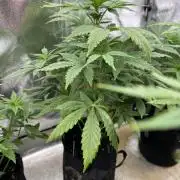 Auto Divine Rapier #2