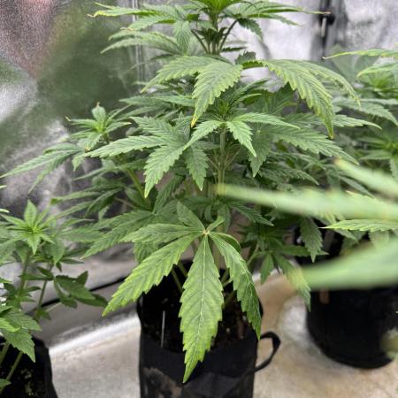 Auto Divine Rapier #2