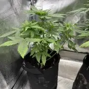 Auto Divine Rapier #1