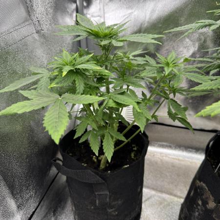 Auto Divine Rapier #1