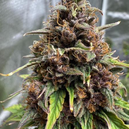 Auto Divine Rapier #3