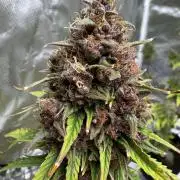 Auto Divine Rapier #3