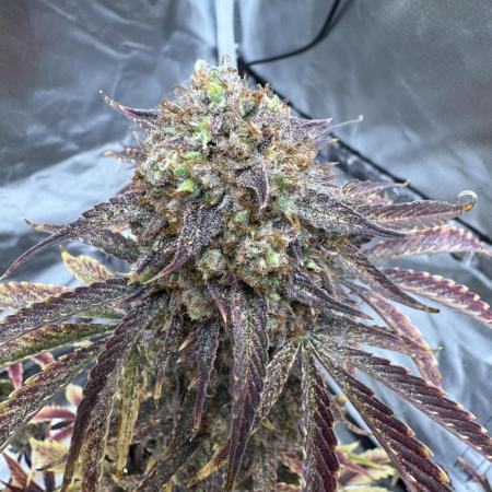 Auto Black Opium #2