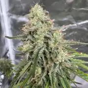 Auto Divine Rapier #2