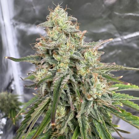 Auto Divine Rapier #2