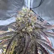 Auto Black Opium #2