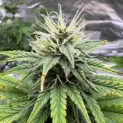 Auto Divine Rapier #1