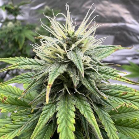 Auto Divine Rapier #1