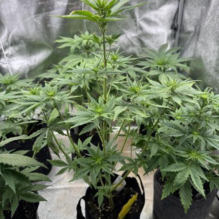 Auto Divine Rapier #4