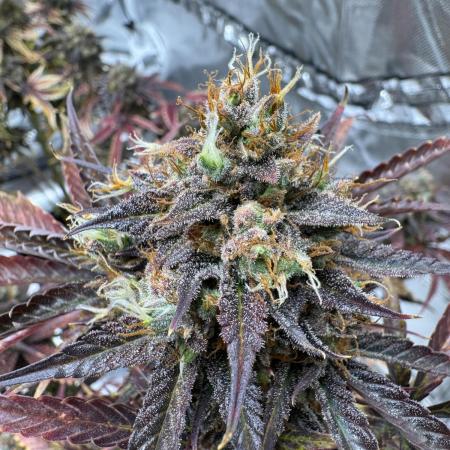 Auto Black Opium #1