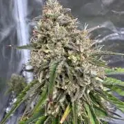 Auto Divine Rapier #2