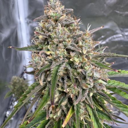 Auto Divine Rapier #2