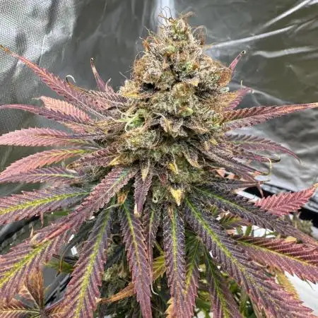 Auto Moon Rock