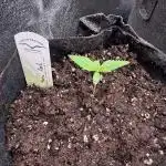 Auto Moon Rock