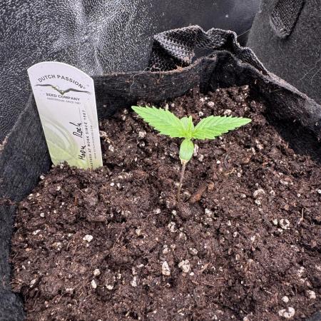 Auto Moon Rock
