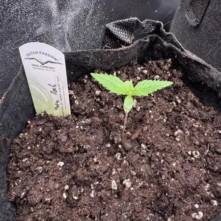 Auto Moon Rock