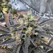 Auto Black Opium #1
