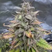 Auto Divine Rapier #1