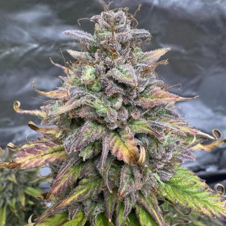 Auto Divine Rapier #1