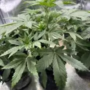 Auto Divine Rapier #4