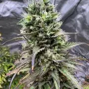 Auto Divine Rapier #4