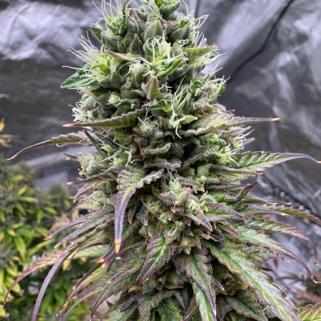 Auto Divine Rapier #4