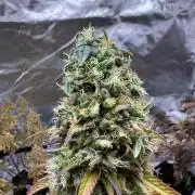 Auto Divine Rapier #4