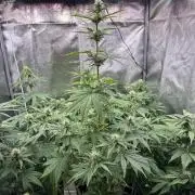 Auto Divine Rapier #4