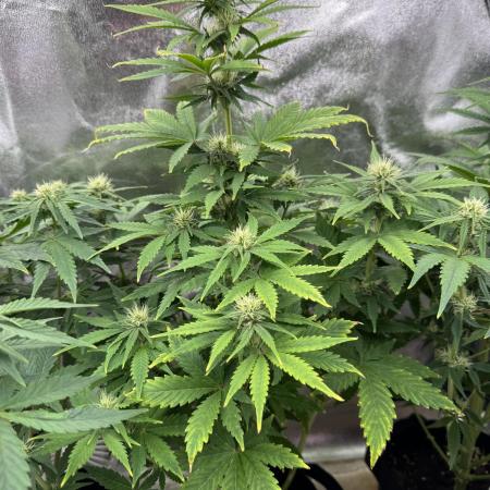 Auto Divine Rapier #1