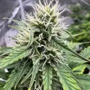 Auto Divine Rapier #2