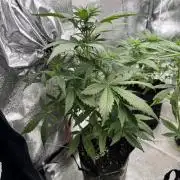 Auto Divine Rapier #3