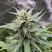 Auto Divine Rapier #4