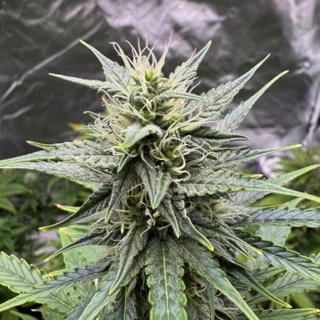 Auto Divine Rapier #4