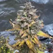 Auto Divine Rapier #1