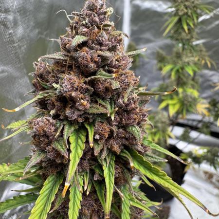 Auto Divine Rapier #3