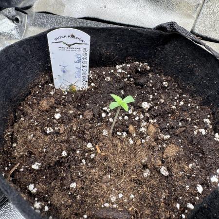 Auto Divine Rapier #1